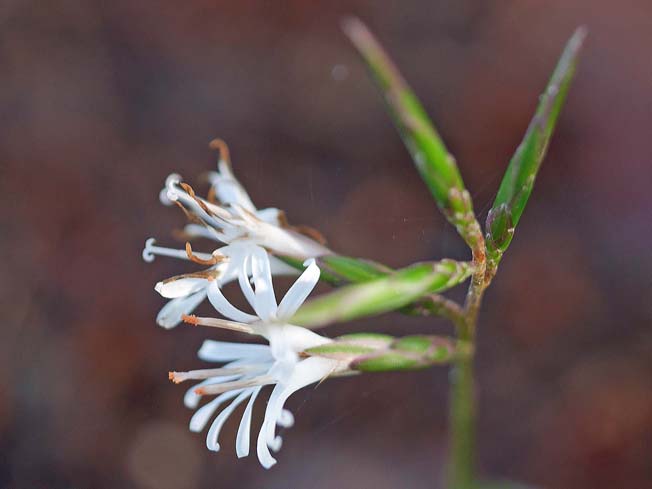 キッコウハグマ