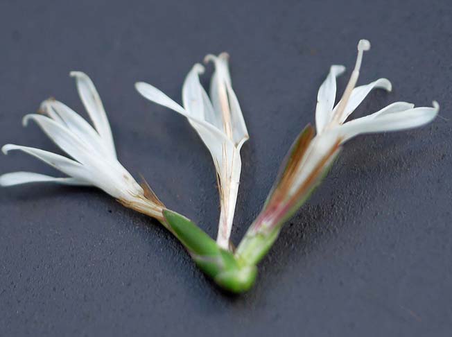 キッコウハグマ