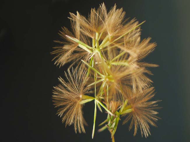 キッコウハグマ