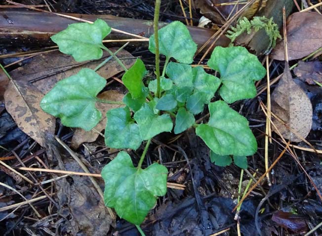 キッコウハグマ