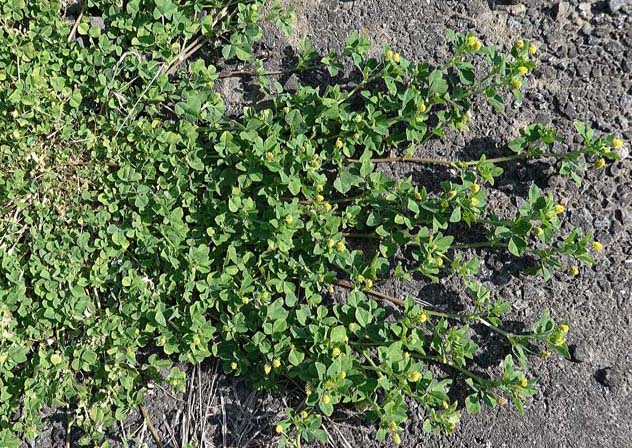 コメツブウマゴヤシ