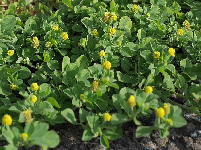 コメツブウマゴヤシ