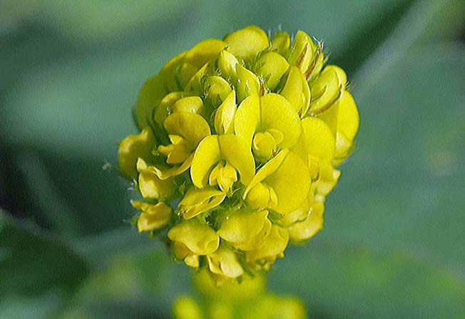 コメツブウマゴヤシ