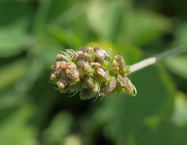 コメツブウマゴヤシ