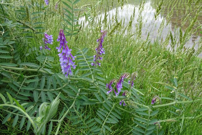 ビロードクサフジ