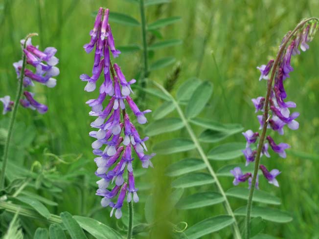 ビロードクサフジ