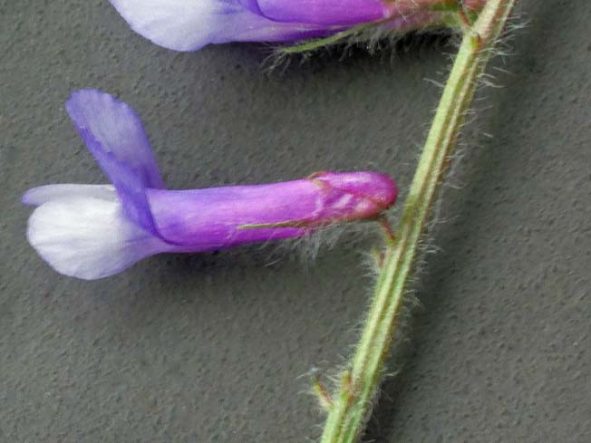 ビロードクサフジ