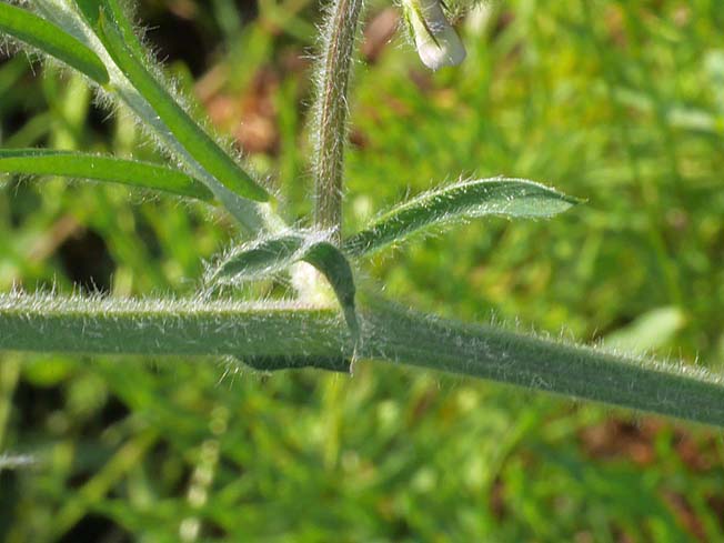 ビロードクサフジ