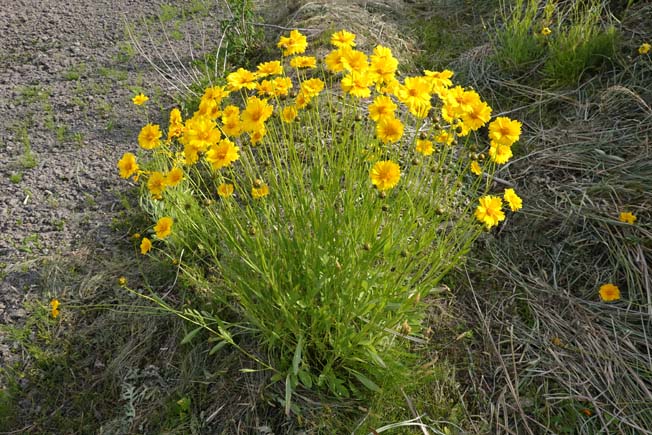 オオキンケイギク