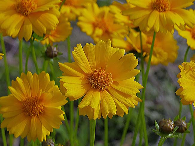 オオキンケイギク