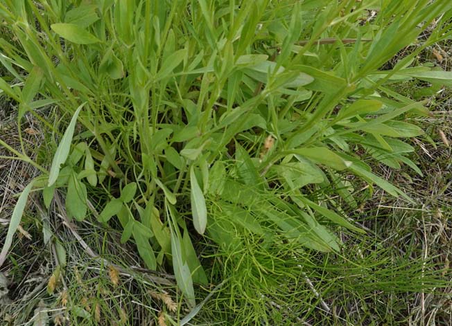 オオキンケイギク