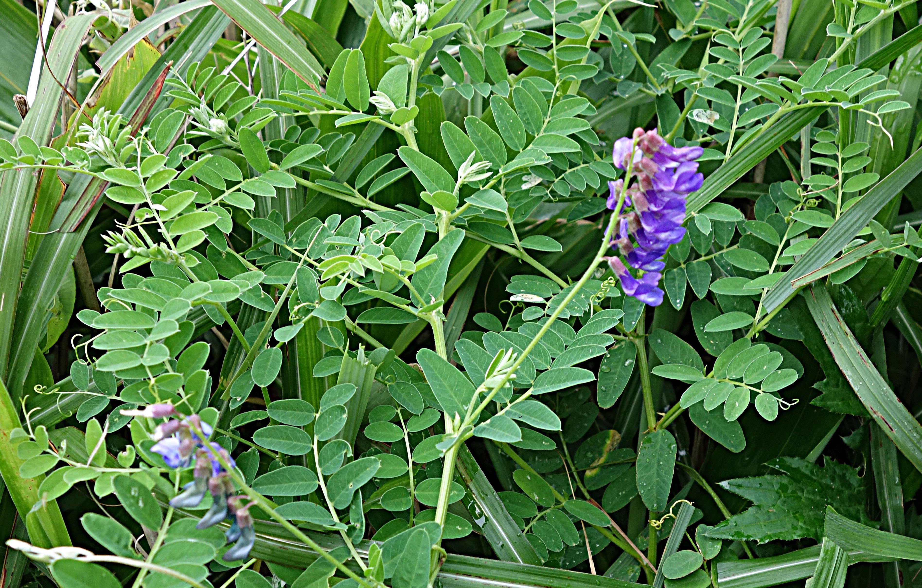 ヒロハクサフジ