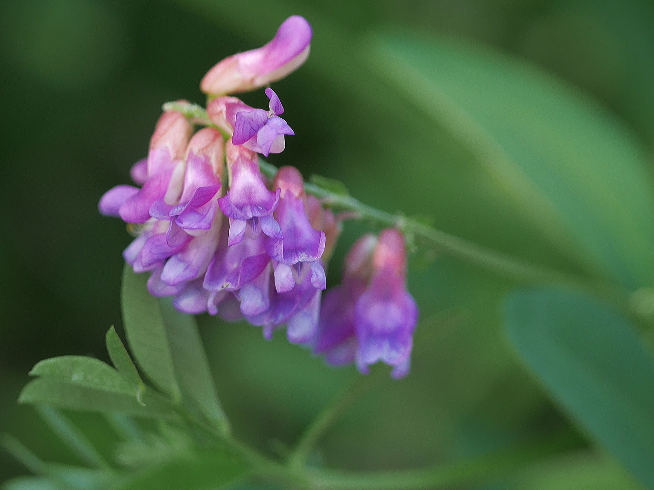 ヒロハクサフジ