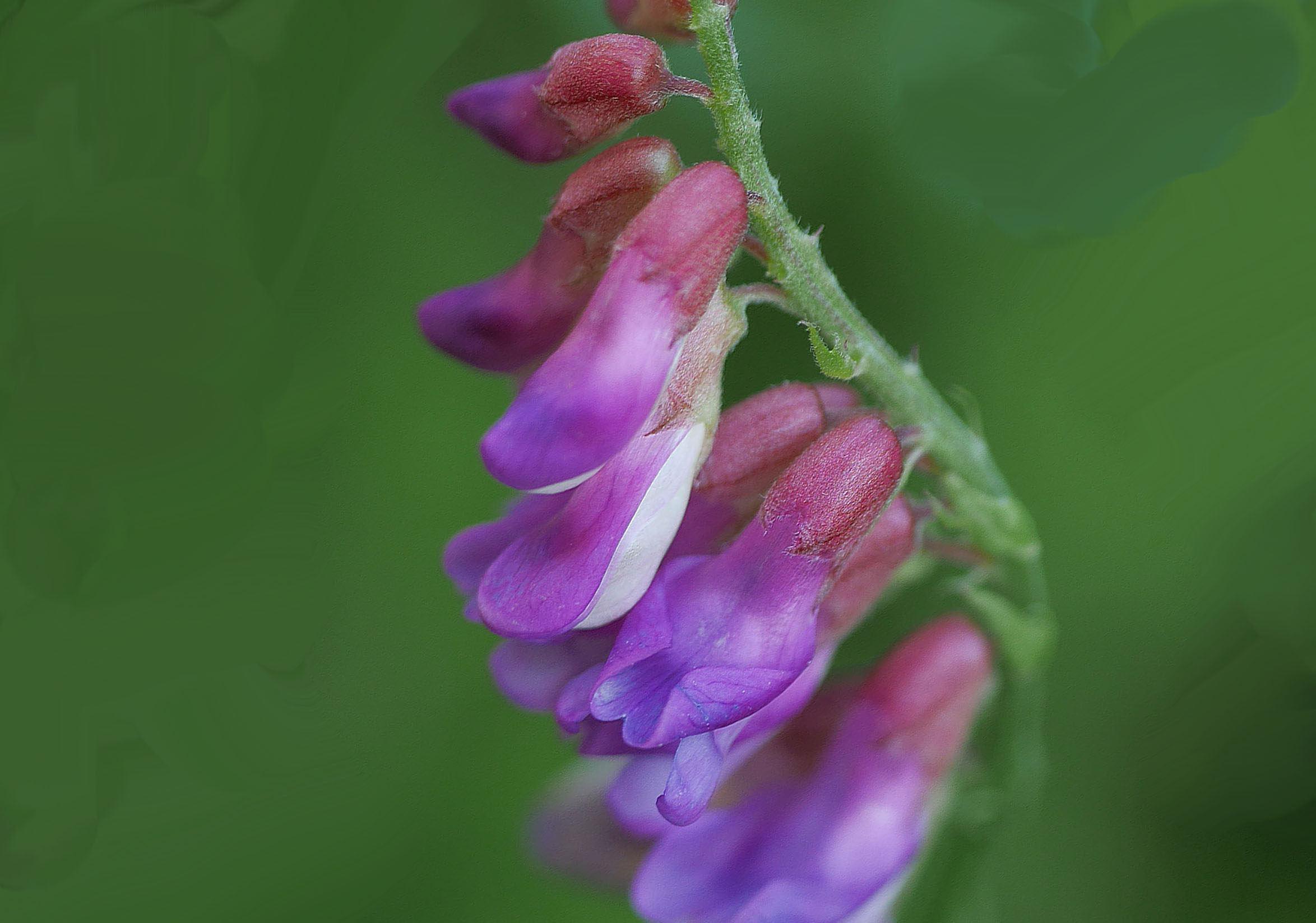 ヒロハクサフジ