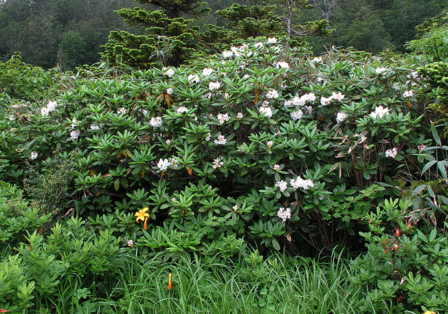 ハクサンシャクナゲ