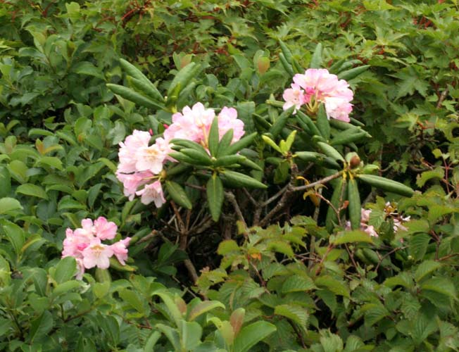 ハクサンシャクナゲ