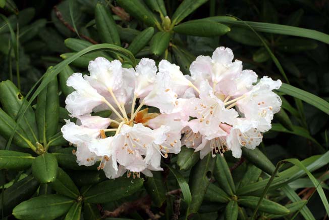 ハクサンシャクナゲ