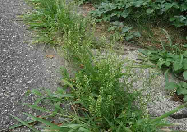 ヒメグンバイナズナ