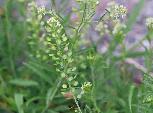 ヒメグンバイナズナ