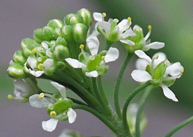 ヒメグンバイナズナ