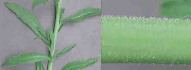 ヒメグンバイナズナ