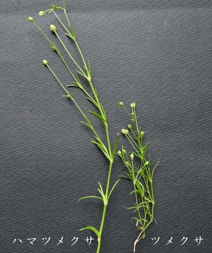 ハマツメクサ
