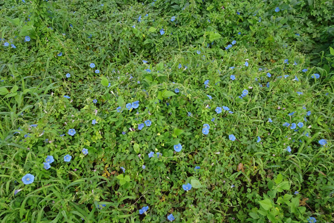 アメリカアサガオ