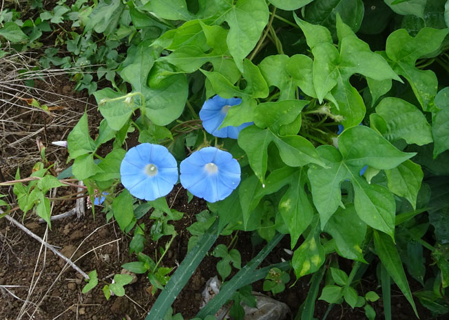 アメリカアサガオ