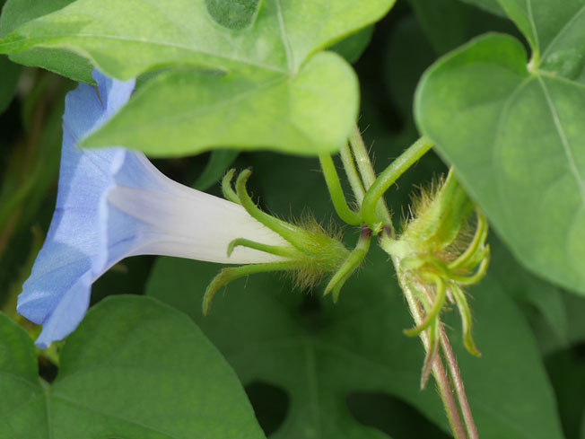 アメリカアサガオ