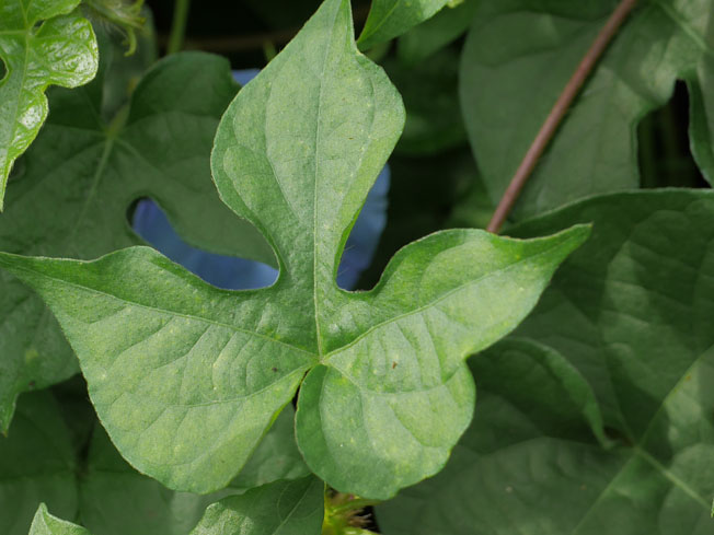 アメリカアサガオ