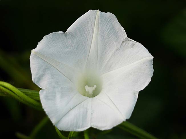 アメリカアサガオ