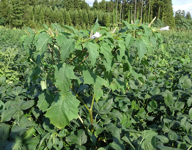 ヨウシュチョウセンアサガオ