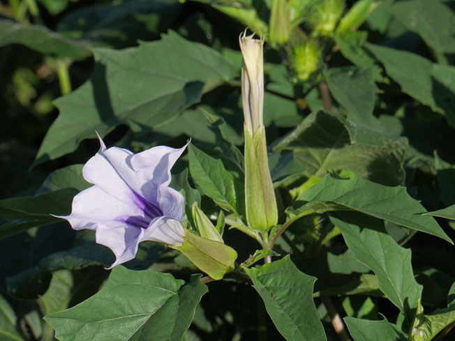 ヨウシュチョウセンアサガオ