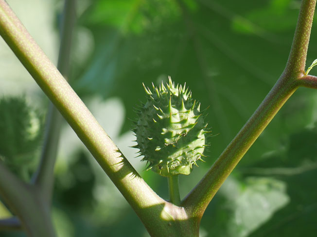 ヨウシュチョウセンアサガオ