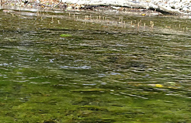 ホザキノフサモ