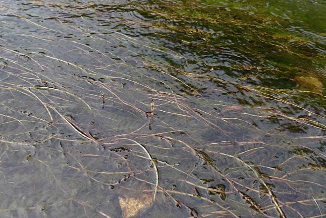 ホザキノフサモ