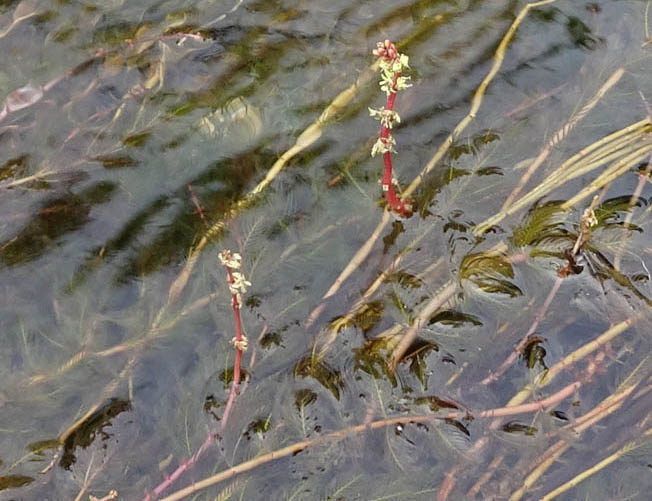 ホザキノフサモ