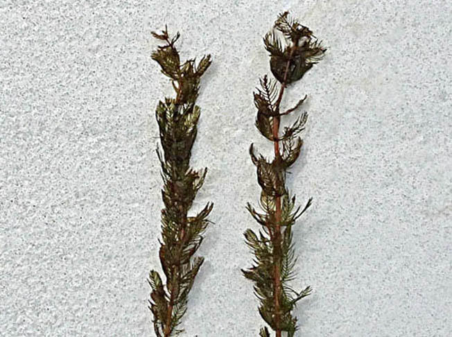 ホザキノフサモ