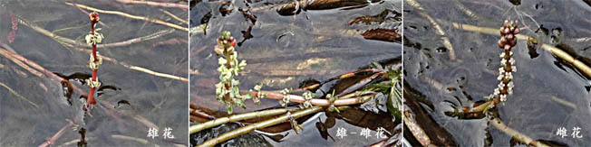 ホザキノフサモ