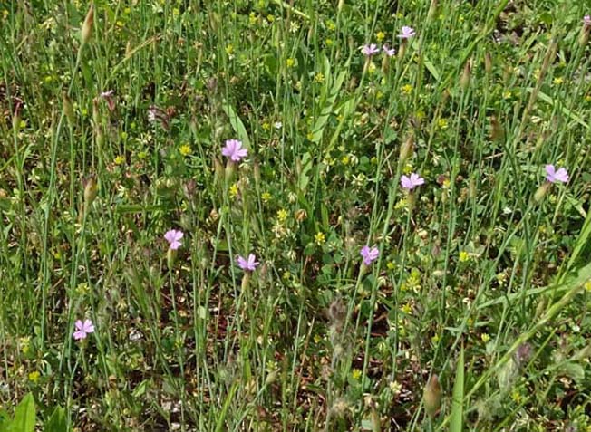 ミチバタナデシコ