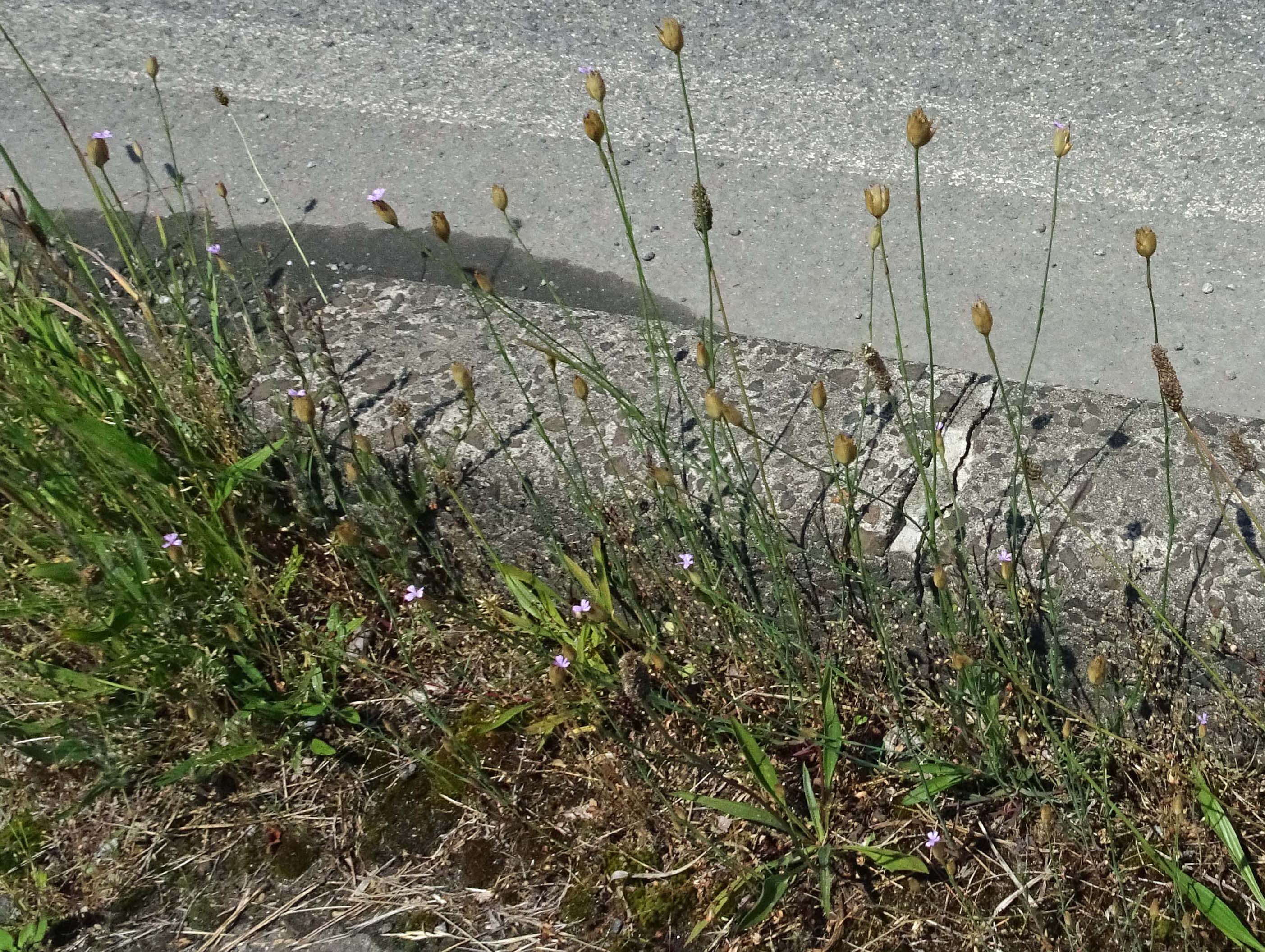 ミチバタナデシコ