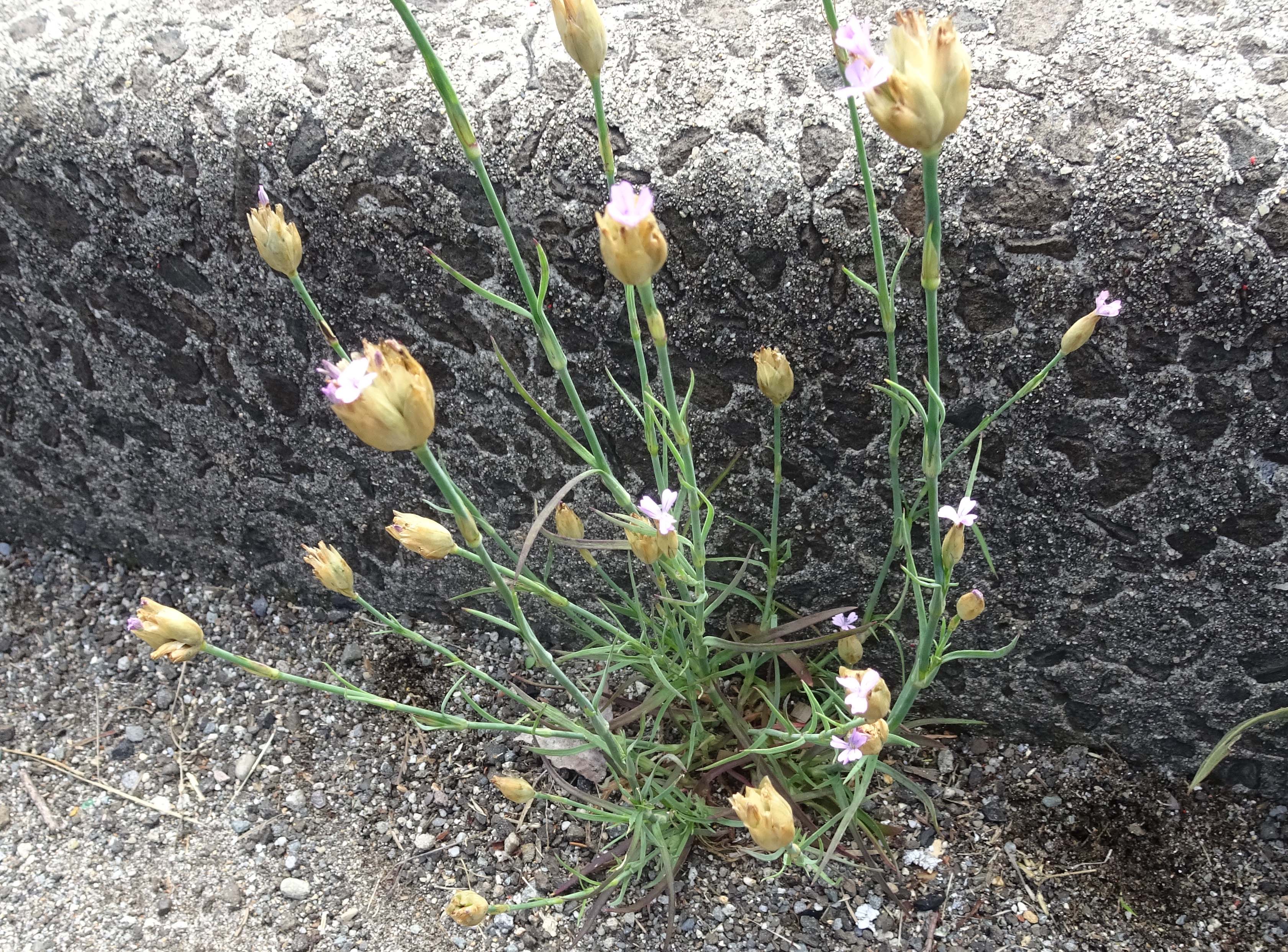 ミチバタナデシコ