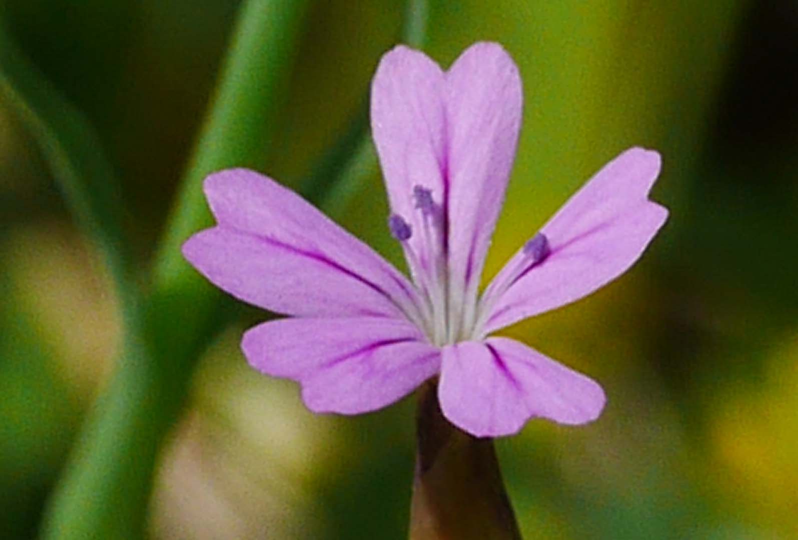 ミチバタナデシコ