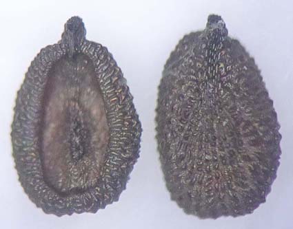 ミチバタナデシコ