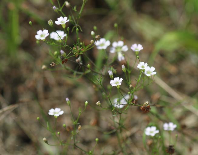 ヌカイトナデシコ