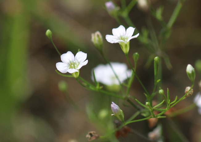 ヌカイトナデシコ