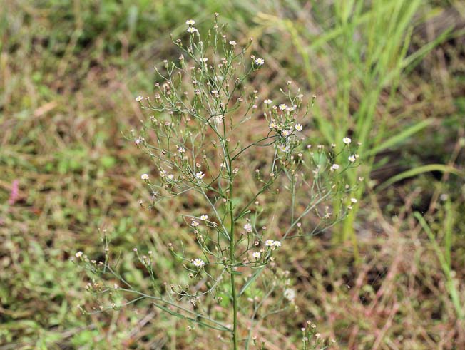 ヒロハホウキギク