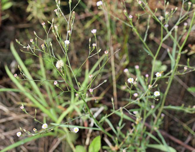 ヒロハホウキギク