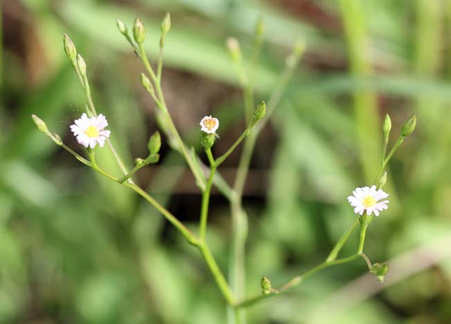 ヒロハホウキギク