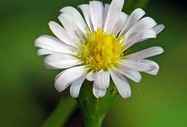 ヒロハホウキギク